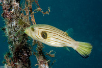 Arothron manilensis (Striped Puffer)