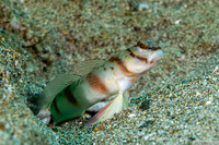 Amblyeleotris diagonalis (Slantbar Shrimpgoby)