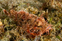 Scorpaenopsis venosa (Raggy Scorpionfish)