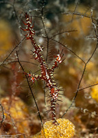 Solenostomus paradoxus (Ornate Ghost Pipefish)