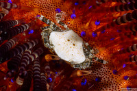 Lissocarcinus polybioides (Sea Star Swimming Crab)