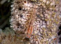 Pleurosicya mossambica (Common Ghostgoby)