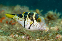 Canthigaster valentini (Black-Saddled Toby)