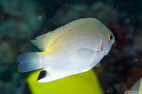 Pomacentrus stigma (Blackspot Damsel)