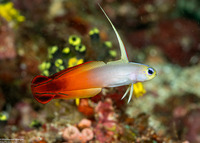 Nemateleotris magnifica (Fire Dartfish)