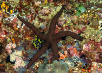 Nardoa galatheae (Brown Mesh Sea Star)