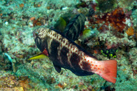 Chlorurus capistratoides (Indian Parrotfish)