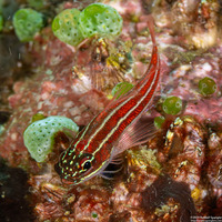 Helcogramma striata (Striped Triplefin)