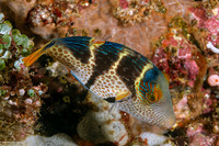 Canthigaster valentini (Black-Saddled Toby)