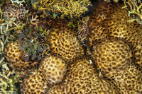 Palythoa tuberculosa (Sea Mat Zoanthid)