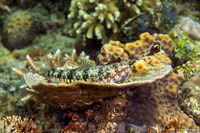 Synodus variegatus (Reef Lizardfish)