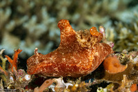 Ceratosoma gracillimum (Brilliant Ceratosoma)