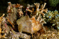 Abantennarius coccineus (Freckled Frogfish)