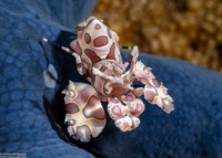 Hymenocera picta (Harlequin Shrimp)