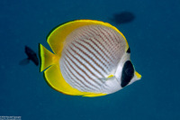 Chaetodon adiergastos (Panda Butterflyfish)