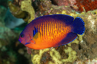 Centropyge bispinosa (Two-Spined Angelfish)