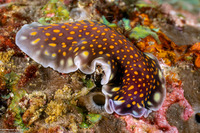 Pseudoceros lindae (Linda's Flatworm)