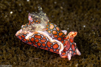 Sagaminopteron psychedelicum (Psychedelic Batwing Slug)