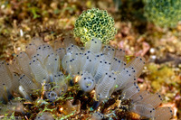 Clavelina moluccensis (Clavelina Moluccensis)