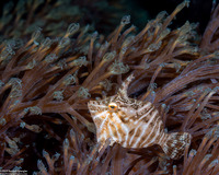 Acreichthys radiatus (Radial Filefish)