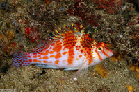 Cirrhitichthys falco (Dwarf Hawkfish)