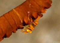 Pontonides ankeri (Barred Wire Coral Shrimp)