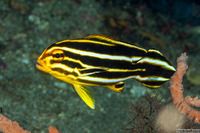 Plectorhinchus polytaenia (Ribbon Sweetlips)