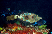 Aluterus scriptus (Scrawled Filefish)