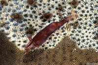 Zenopontonia soror (Sea Star Shrimp)