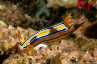 Chromodoris cf. strigata (White-Yellow Chromodoris)