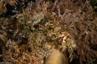 Scorpaenopsis venosa (Raggy Scorpionfish)