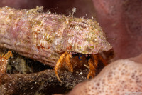 Pseudopaguristes cf. monoporus (One-Spire Hermit Crab)