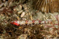 Synodus rubromarmoratus (Redmarbled Lizardfish)