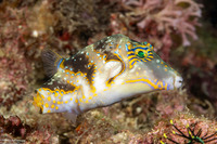 Canthigaster coronata (Crowned Toby)