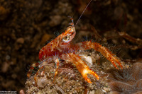 Munida olivarae (Olivar's Squat Lobster)