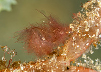 Phycocaris simulans (Red Algae Hairy Shrimp)