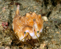 Euprotomus bulla (Bubble Conch)