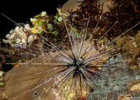 Diadema setosum (Black Longspine Sea Urchin)