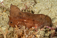 Ablabys taenianotus (Cockatoo Waspfish)