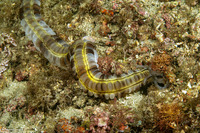 Euapta godeffroyi (Lion's Paw Sea Cucumber)