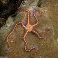 Ophiothrix purpurea (Dark Red-Spined Brittle Star)