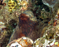 Octopus cyanea (Day Octopus)