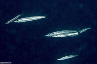 Sphyraena flavicauda (Yellowtail Barracuda)