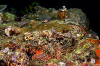 Scorpaenopsis venosa (Raggy Scorpionfish)