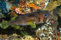 Diodon liturosus (Black-Blotched Porcupinefish)