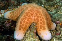 Choriaster granulatus (Granular Sea Star)