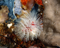 Protula bispiralis (Red Fan Worm)