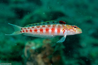 Parapercis schauinslandii (Redspotted Sandperch)