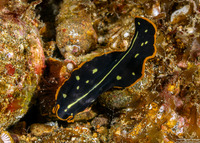 Pseudoceros scintillatus (Brilliant Flatworm)