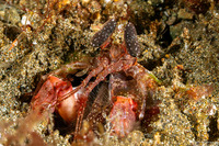Lysiosquilla lisa (Lisa's Mantis Shrimp)